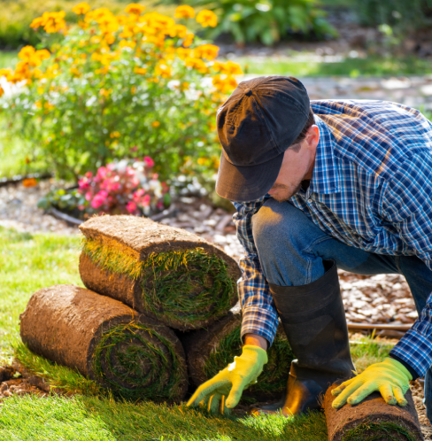 Backyard landscaping